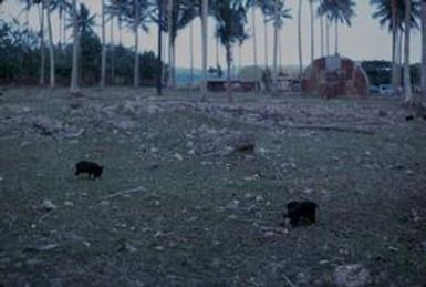 [Landscape of an unidentified compound at Espiritu Santo, Vanuatu]