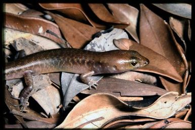 Skink sp.