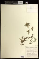Ceratopteris thalictroides subsp. gaudichaudii