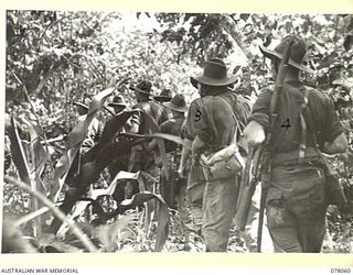 DANMAP RIVER AREA, NEW GUINEA. 1945-01-02. TROOPS OF A COMPANY, 2/11TH INFANTRY BATTALION MOVING THROUGH THE JUNGLE DURING THE ATTACK ON JAPANESE POSITIONS ON A HILL FEATURE BEYOND MATAPAU. ..