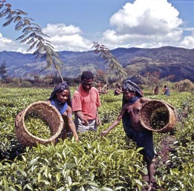 Workers harvesting tea on a plantation, Papua New Guinea, approximately 1968 / Robin Smith