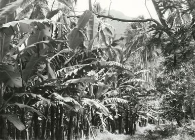 Pacific Islands - Cook Islands - Rarotonga - Agriculture