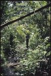 Man standing in creek