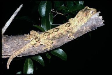 Mniarogekko chahoua