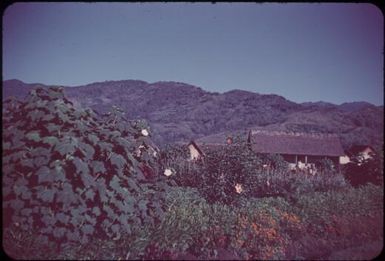 Part of the Native Hospital : Minj Station, Wahgi Valley, Papua New Guinea, 1954 / Terence and Margaret Spencer