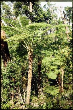 Tree fern