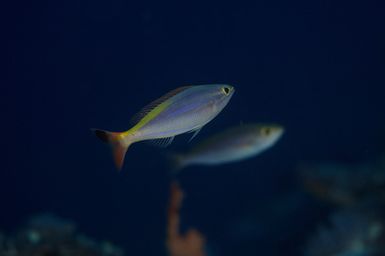 Pentapodus sp. a species of coral bream soon to be described. Pictured at Namuka Island, Fiji during the 2017 South West Pacific Expedition.