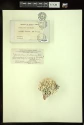 Goniolithon frutescens