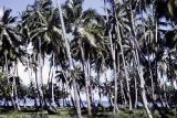 French Polynesia, coconut grove growing on Tahiti Island