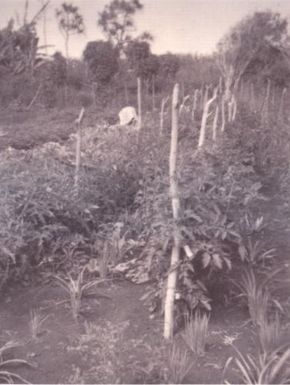 Typical gardening scene, 1950s