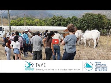 How to protect the Pacific region from transboundary animal disease