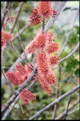 Red-flowered tree (Cunnoniaceae)