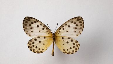 Pentila hewitsoni (Grose-Smith and Kirby, 1887) - male