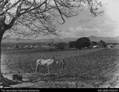 Rarawai Mill - Indian farmer with Zebu bullock