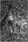 Hunting: Akis, in large barkcloth cap, holds a machete, setting a snare in tree above