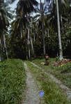 Copra and cocoa plantation, east coast of Bougainville, Jun 1963