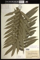 Marattia smithii