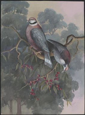 Fruit pigeon (Carpophaga muelleri), Papua New Guinea, 1917 / Ellis Rowan