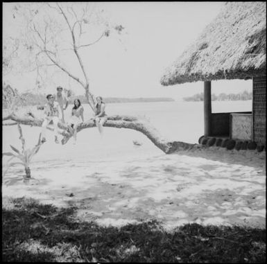 Four tourists sitting on a tree branch, New Hebrides, November 1969 / Michael Terry