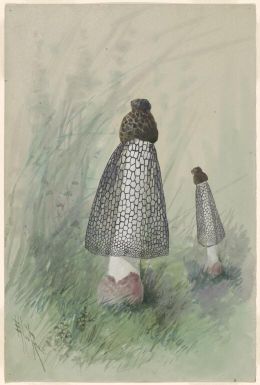 [Netted stinkhorn fungus, Dictyophora phalloidea or Dictyophora multicolour, Papua New Guinea, ca. 1916-1917, 2] Ellis Rowan