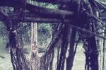 The anthropologist, John Leroy, on a bridge built of vines, crosses the Erave River