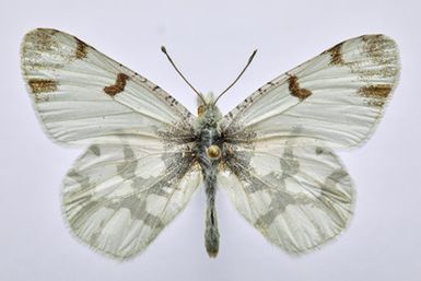 Euchloe olympia rosa (Edwards, 1882) - male