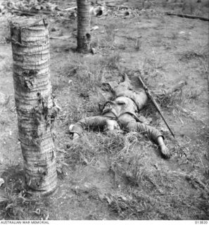 1942-12-11. PAPUA - GONA. A DEAD JAPANESE KILLED IN THE FIGHTING FOR THE EASTERN PART OF GONA VILLAGE. THE BULLET RIDDEN PALM TREE IN THE FOREGROUND SHOWS HOW INTENSE WAS THE FIGHTING IN THIS AREA. ..