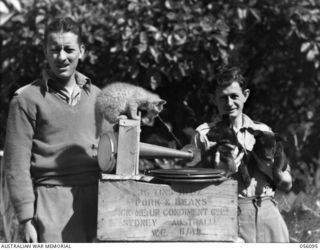 EDIE CREEK, NEW GUINEA. 1943-08-15. NX137958 CORPORAL A. GIETZELT (LEFT) AND N151408 SAPPER S. J. EDEN, LISTEN TO A GRAMOPHONE MADE BY A SAPPER OF HEADQUARTERS, ROYAL AUSTRALIAN ENGINEERS, 11TH ..