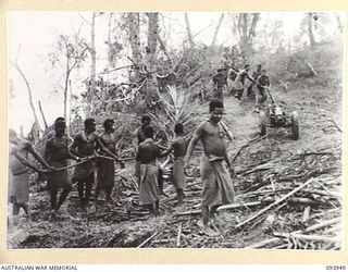 ULUPU, NEW GUINEA, 1945-07-09. A 75 MM MOUNTAIN GUN OF 2/1 TANK ATTACK REGIMENT, BEING HAULED LONG ULUPU RIDGE BY 30 NATIVES. IT WAS MANNED BY 18 PLATOON, D COMPANY, 2/5 INFANTRY BATTALION WHO ..