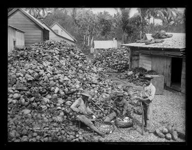 Copra making, Samoa