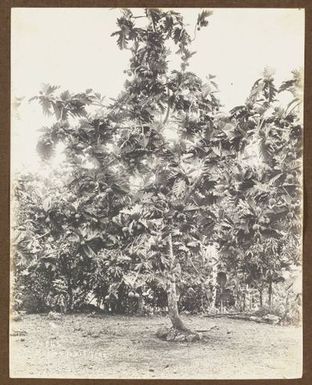 Breadfruit tree. From the album: Samoa