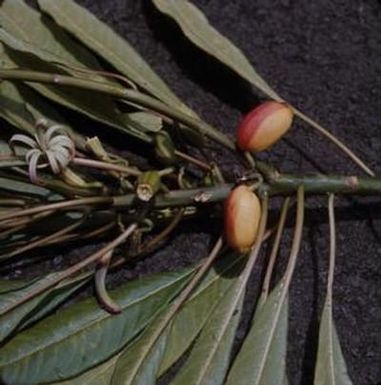[Clermontia montis-loa close-up in Kilauea, United States]