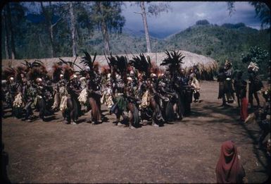 Dancing on the singsing ground: men in all their splendour (5) : The Tengerap Clan Singsing, Wahgi Valley, Papua New Guinea, 1954 / Terence and Margaret Spencer