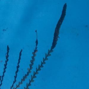[Amphoradenium pumilum close-up from Konahuanui Peak, United States]