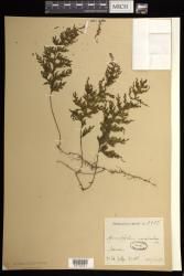 Hymenophyllum emarginatum