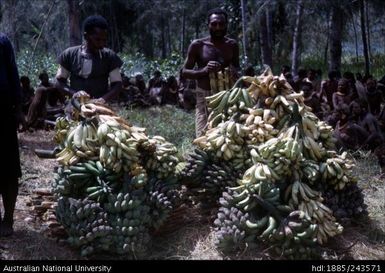 Banana harvest