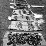 Potsherds from excavation laid out in the sun