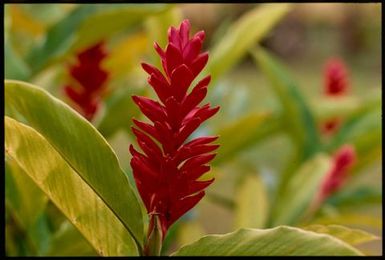 Alpinia pururata (red ginger), Cook Islands