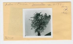 [Joinvillea in Hawaii, envelope IE27-205]