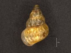 Omphalotropis; laevigata