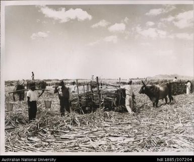 Farmers loading harvested cane onto cane trucks