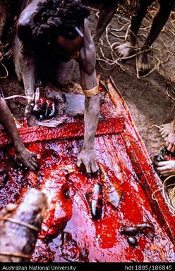 Man collecting pig remains