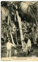 16. - Tahiti. - Dénicheurs et Décortiqueur de CocosClimbing for and Husking Coconuts