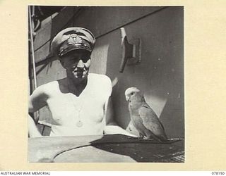 MIOS WUNDI, DUTCH NEW GUINEA. 1944-11-15. ENGINEER LIEUTENANT J.D. DAVIDSON AND THE SHIP'S PARROT ABOARD THE ROYAL AUSTRALIAN NAVY VESSEL HMAS KIAMA