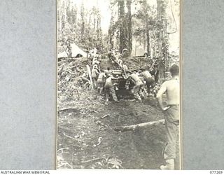 DOYABIE AREA, BOUGAINVILLE ISLAND. 1944-11-24. GUNNERS OF NO. 12 BATTERY, 4TH FIELD REGIMENT USING A JEEP WHILE MANHANDLING THEIR SHORT 25 POUNDERS INTO POSITION TO SUPPORT THE 9TH INFANTRY ..