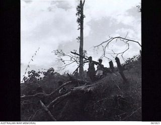 KOKODA TRAIL, NEW GUINEA. 1943-12-19. NATIVES CARRYING SUPPLIES FOR THE MEMBERS OF THE CHAUVEL'S PRODUCTIONS PARTY WHO ARE IN THE AREA FILMING SEQUENCES FOR THE "RATS OF TOBRUK"
