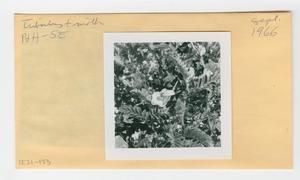 [Tribulus in Hawaii, envelope IE31-153]