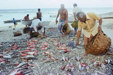 Inati - Food division, Nukunonu Atoll, Tokelau