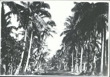 Palm tree lined road