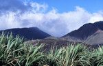 Sugarcane